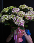 hydrangea plant