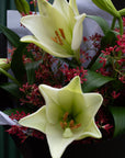 christmas lilies