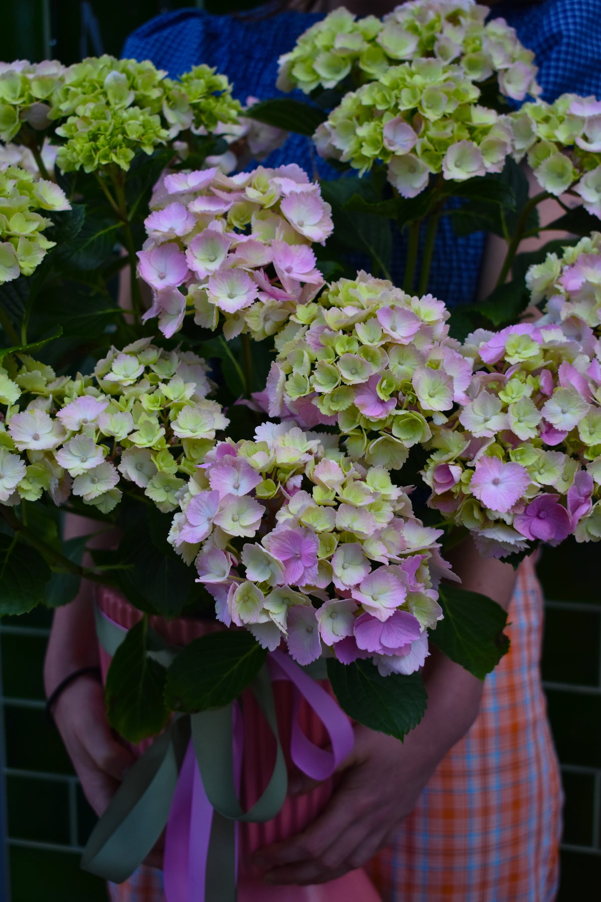 hydrangea plant