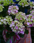 hydrangea plant