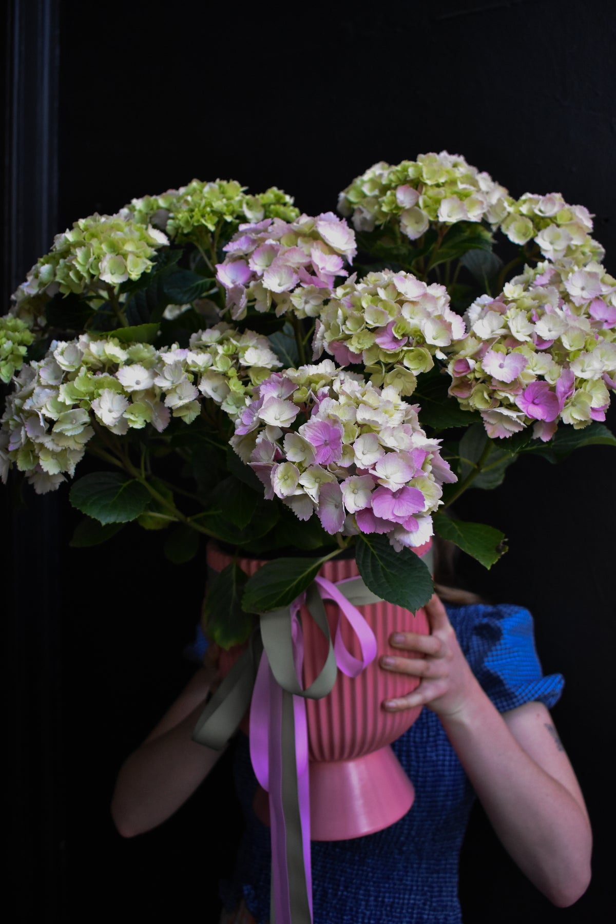 hydrangea plant
