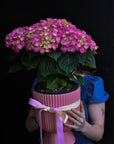 hydrangea plant